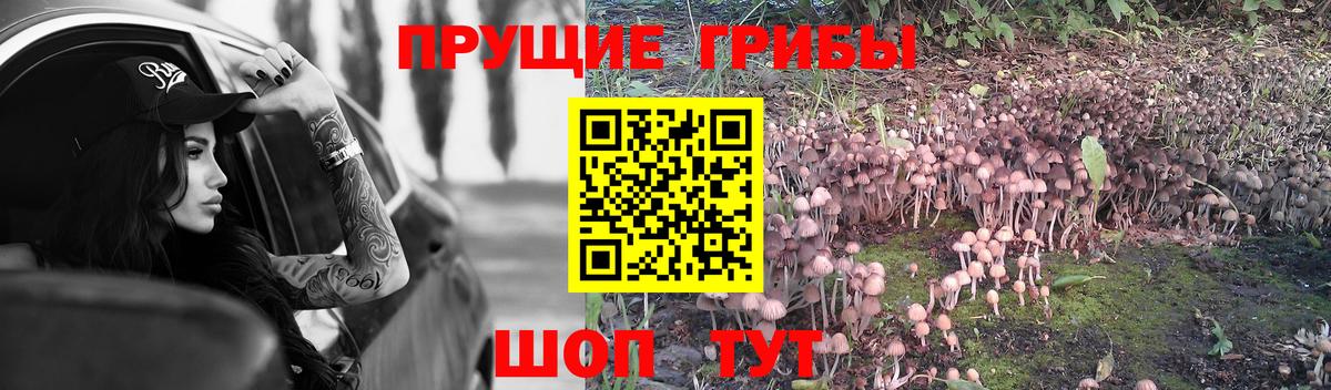 Галлюциногенные грибы GOLDEN TEACHER Россия